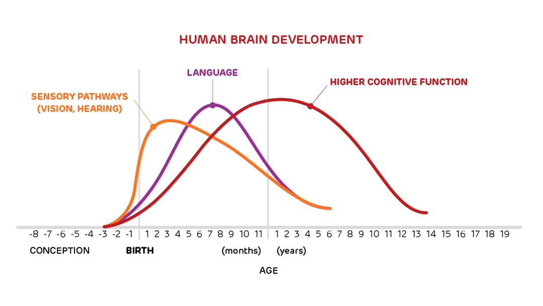 Human Cognitive Development