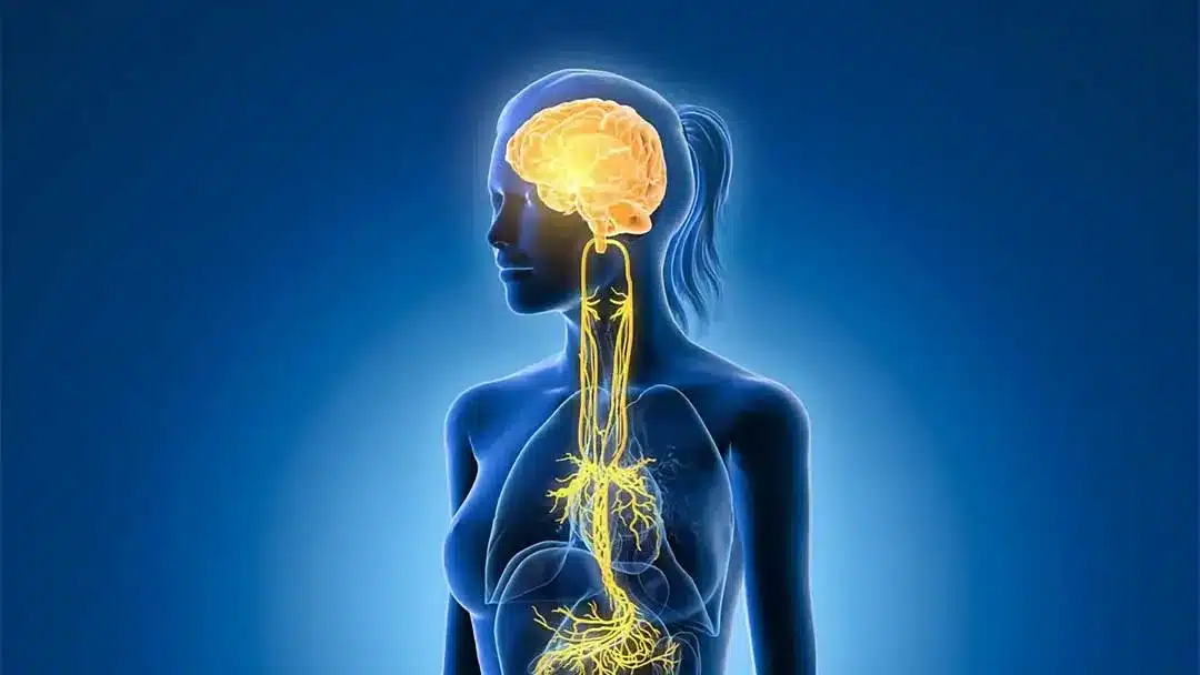 Polyvagal map featured