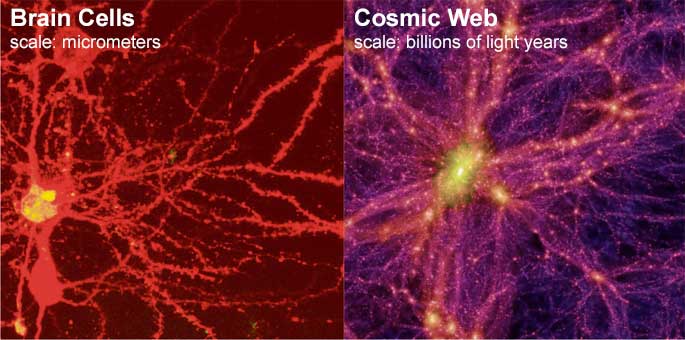Universal Brain Cells